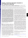 Cover page: Imaging a functional tumorigenic biomarker in the transformed epithelium.