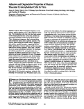 Cover page: Adhesive and degradative properties of human placental cytotrophoblast cells in vitro.