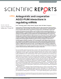 Cover page: Antagonistic and cooperative AGO2-PUM interactions in regulating mRNAs