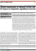 Cover page: Spatial organization of adenylyl cyclase and its impact on dopamine signaling in neurons