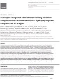 Cover page: Sarcospan integration into laminin-binding adhesion complexes that ameliorate muscular dystrophy requires utrophin and α7 integrin