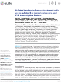 Cover page: Bi-fated tendon-to-bone attachment cells are regulated by shared enhancers and KLF transcription factors