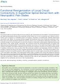 Cover page: Functional Reorganization of Local Circuit Connectivity in Superficial Spinal Dorsal Horn with Neuropathic Pain States