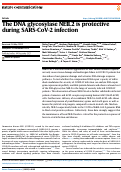 Cover page: The DNA glycosylase NEIL2 is protective during SARS-CoV-2 infection