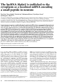 Cover page: The lncRNA Malat1 is trafficked to the cytoplasm as a localized mRNA encoding a small peptide in neurons.