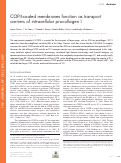 Cover page: COPII-coated membranes function as transport carriers of intracellular procollagen I