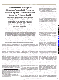 Cover page: β-Secretase cleavage of Alzheimer's amyloid precursor protein by the transmembrane aspartic protease BACE