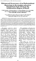 Cover page: Widespread Occurrence of an Endosymbiont Bacterium in Brevipalpus phoenicis Populations from Citrus in the Southeastern Region of Brazil