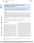 Cover page: Analysis of mRNA recognition by human thymidylate synthase