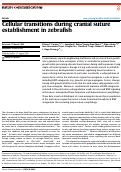 Cover page: Cellular transitions during cranial suture establishment in zebrafish.