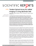 Cover page: Tandem Spinach Array for mRNA Imaging in Living Bacterial Cells