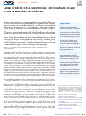 Cover page: Larger cerebral cortex is genetically correlated with greater frontal area and dorsal thickness