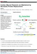 Cover page: Cardiac Myosin Filaments are Maintained by Stochastic Protein Replacement