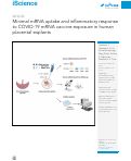 Cover page: Minimal mRNA uptake and inflammatory response to COVID-19 mRNA vaccine exposure in human placental explants