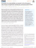 Cover page: Premeiotic 24-nt phasiRNAs are present in the Zea genus and unique in biogenesis mechanism and molecular function