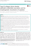 Cover page: Type IV collagen drives alveolar epithelial–endothelial association and the morphogenetic movements of septation