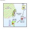 Cover page: Virgin Beta Cells Persist throughout Life at a Neogenic Niche within Pancreatic Islets