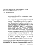 Cover page: Microtrabecular structure of the axoplasmic matrix: visualization of cross-linking structures and their distribution.